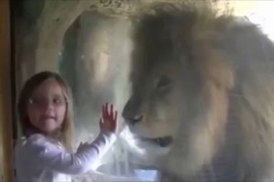 【動画】女の子がガラス越しのライオンにキスしたら…ライオンがとんでもないことに!