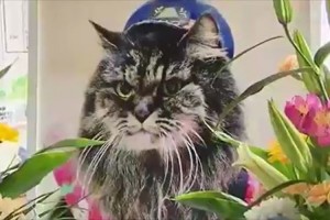 「今までありがとう」芦ノ牧温泉駅の初代猫駅長“ばす”が天国へ旅立つ 会津鉄道