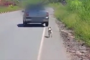 【動画】“路上で犬が捨てられる瞬間”を目撃者が撮影→ネット上で動画を公開すると…