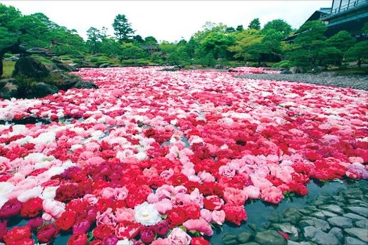 “三万輪の牡丹”が池泉に浮かぶ光景が圧巻!日本一の牡丹産地・由志園