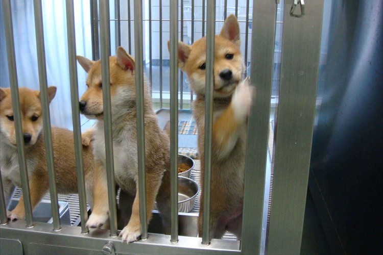 「全国に広まってほしい」神奈川県が“犬と猫の殺処分ゼロ”を2年連続で達成!