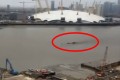 【動画】英・テムズ川に謎の巨大UMAを発見!?まさか“テッシー”が生息していたのか?