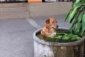 「あぁ~あっちぃ~」暑過ぎて“水風呂につかるワンコ”が発見されて話題に!…4月のタイにて