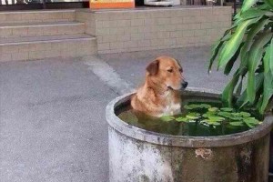 「あぁ～あっちぃ～」暑過ぎて“水風呂につかるワンコ”が発見されて話題に!…4月のタイにて