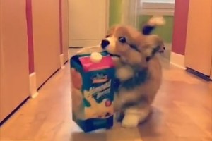 【4秒動画】自慢げな表情がたまらない!子コーギーがミルクを運ぶ姿が微笑ましい♪