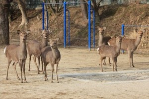 奈良の学校の校庭に鹿がいて驚いたけど、どうやら日常の光景らしい