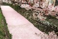 「まるで桜のじゅうたん」桜の花びらが川面を埋めつくす!京都・哲学の道が幻想的