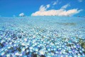 まるで天国のような青の絶景!約450万本の「ネモフィラ」の花が今年も見頃に
