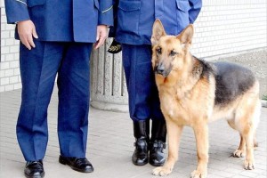 出勤後“わずか10分で行方不明の女性を発見”…お手柄の警察犬に感謝状