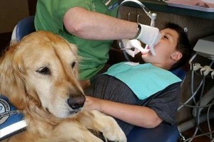 治療を怖がる子供たちを和ませる…小児歯科で“歯科助手として働く犬”が話題に!