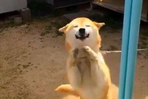 【動画】「早くおいでワン♪」毎回大歓迎してくれる近所の柴犬がカワイイと話題に!
