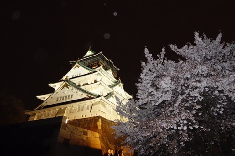 「あぁ、日本人でよかった…」満開の夜桜とライトアップされた大阪城の共演が幻想的!