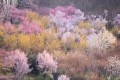 「私の故郷は爆発した原発じゃない」…ハッシュタグ「#Fukushima」に込められた理由とは
