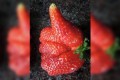 「いいね!」のイチゴなど奇跡の形をしたフルーツ・野菜15選