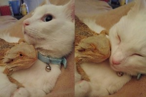 ネコとトカゲの意外な組み合わせ。ふたりはいつも一緒