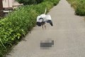【完全一致】アオサギが飛び立った瞬間が“あのマーク”と一緒だった