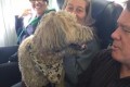 ペットと避難するためにルールを破ったカナダの航空会社