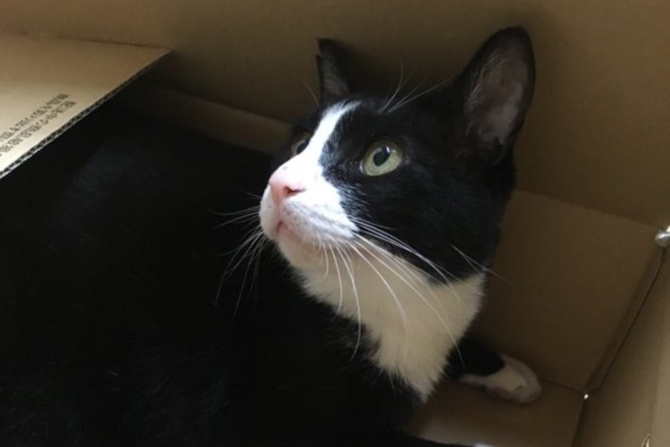 「Amazonで猫買った」とのつぶやきにAmazon公式が神対応!