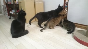 ふすまの間から4匹そろってチラッ！かわいすぎる猫タワーが完成しちゃう