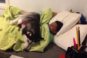 【爆笑】起きさせて～!!絶対に起きさせてくれないハスキー犬がおもしろい!