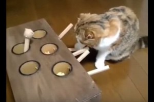 「こいつ、素早いニャ!?」絶対に捕まえれないジレンマと闘うネコがかわいい