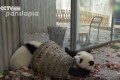 じゃまカワイイ！飼育員さんもお手上げな２匹のパンダの子どもたち