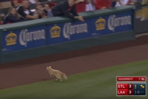 メジャーの試合にネコが乱入！とんだ珍客に球場大盛り上がり！