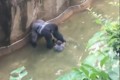 「なんという悲劇…」ゴリラの獣舎に子供が落下、苦渋の決断でゴリラを射殺