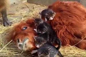 ミニチュアホース&子猫&カピバラ…見ているだけで幸せな気持ちに♪長野スエトシ牧場