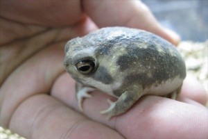 和名が「きなこまぶしわらびもちがえる」!?と盛り上がる「アメフクラガエル」が可愛い♪