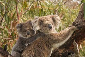 コアラってそんなに寝ているの!?意外と知らない動物達の睡眠時間とその理由