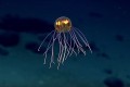【動画】UFOにも見える! 深海で発光する新種のクラゲを発見! 撮影に成功