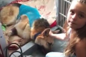 ワンコが3度も毒ヘビに噛まれながらも、一家の7歳少女を守り切った!