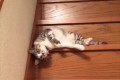 【動画】“流れるように階段を降りるダルダルな猫”が微笑ましいと話題に!