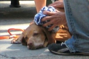 保冷剤に要注意! ペットの熱中症対策について注意喚起するツイートが話題に!