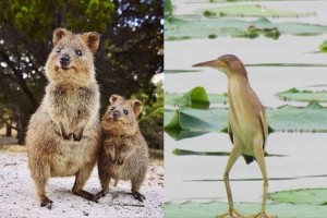 【必見】ハッシュタグ「#秘密にしておきたかった生き物」に集まるレアな生き物!