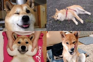 人間のハートを鷲掴み!!可愛すぎる柴犬18の表情まとめ