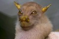 【アニマル】ほとんどの人が初めて見るであろう珍しい動物たち