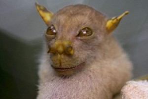 【アニマル】ほとんどの人が初めて見るであろう珍しい動物たち