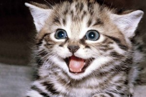 あなたも見たら絶対笑みがこぼれちゃう！完全に笑っているネコの写真15選