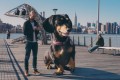 世界最大のミニチュアダックスフンドが写真集を発売!?