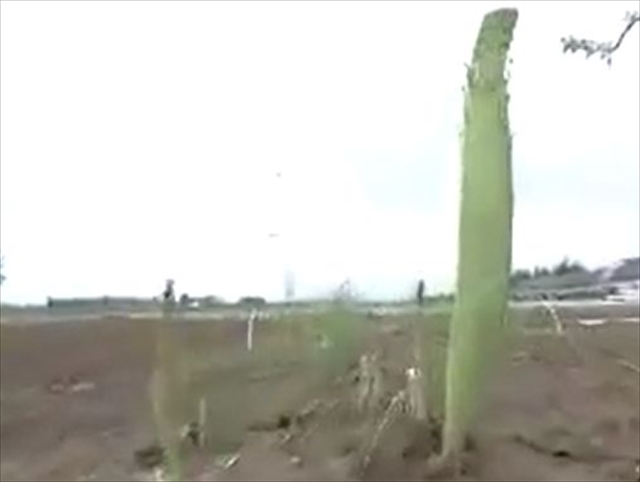 WS000000_R