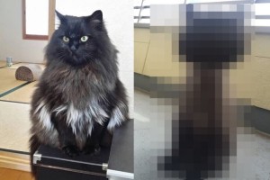 「短めでお願いします」猫のカットをお願いしたらドラえもんみたくなっちゃった