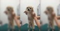 「ちょちょっ!何も聞いてないよ~」騙されて注射に連れてこられたチワワさんの気持ちを代弁したアテレコが面白い!