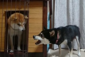「しっかりしなさいよ!」鬼嫁に怒られる柴犬パパが人間みたいでカワイイ