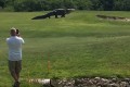 ほぼ恐竜!体長5メートル近くの巨大ワニがゴルフ場をノシノシと歩くさま