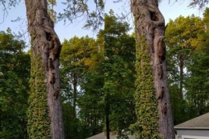 「みんな帰るよ～」母親を先頭に５匹のアライグマ一家の行列がかわいい