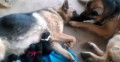 「ママ、頑張ったね」出産したばかりのママ犬を労って舐めるパパ犬の姿が感動的