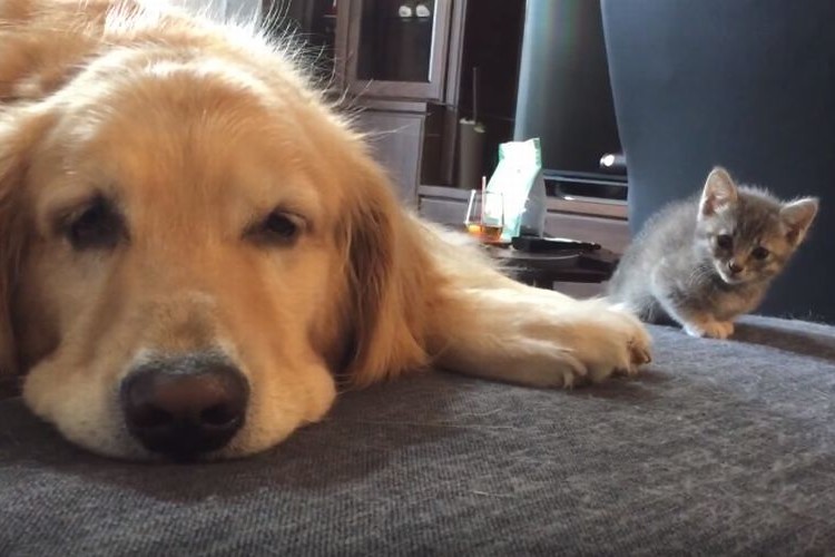 チラッ...様子を伺う新入り子猫に先輩犬がペロッとおもてなし