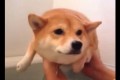 まだ入っていないよ。空中で犬かきしちゃうかわいいヤツ(柴犬)